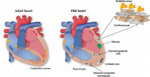 PSNS and the Heart