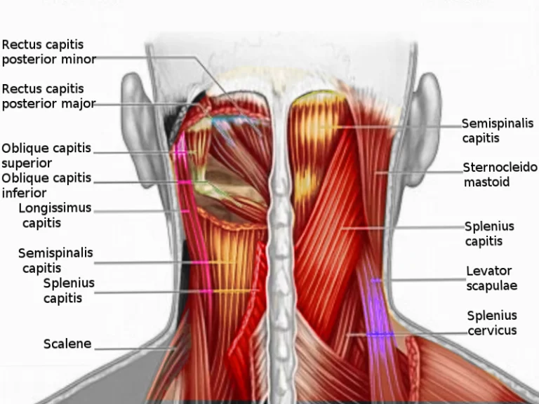 Muscles on Back Of Neck