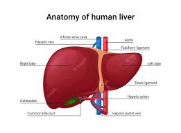 anatomy of the liver