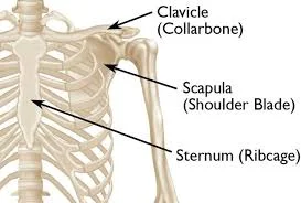 clavicle bone