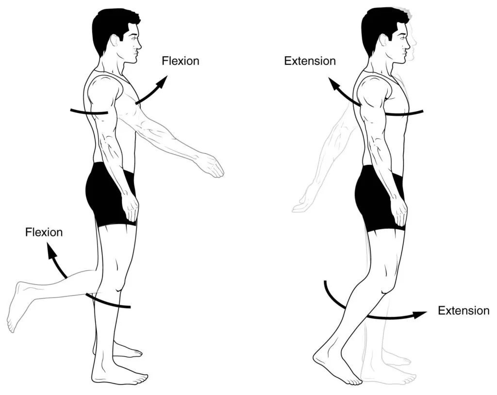 difference between flexion and extension