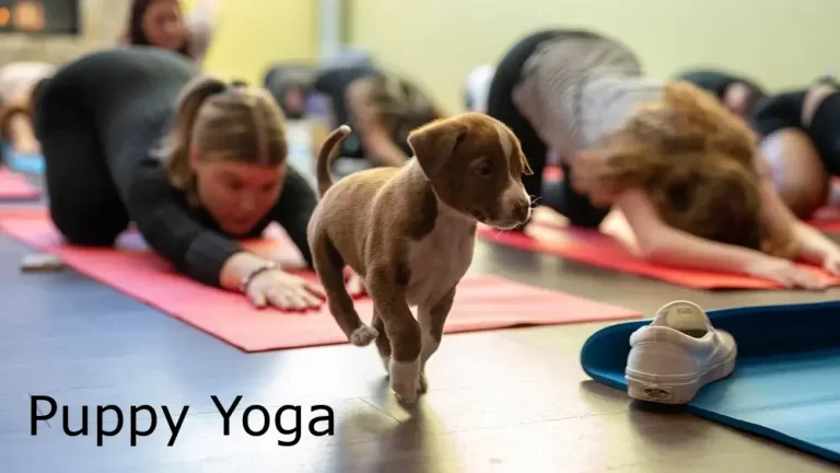Puppy Yoga