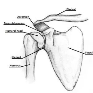 Shoulder-joint Anatomy