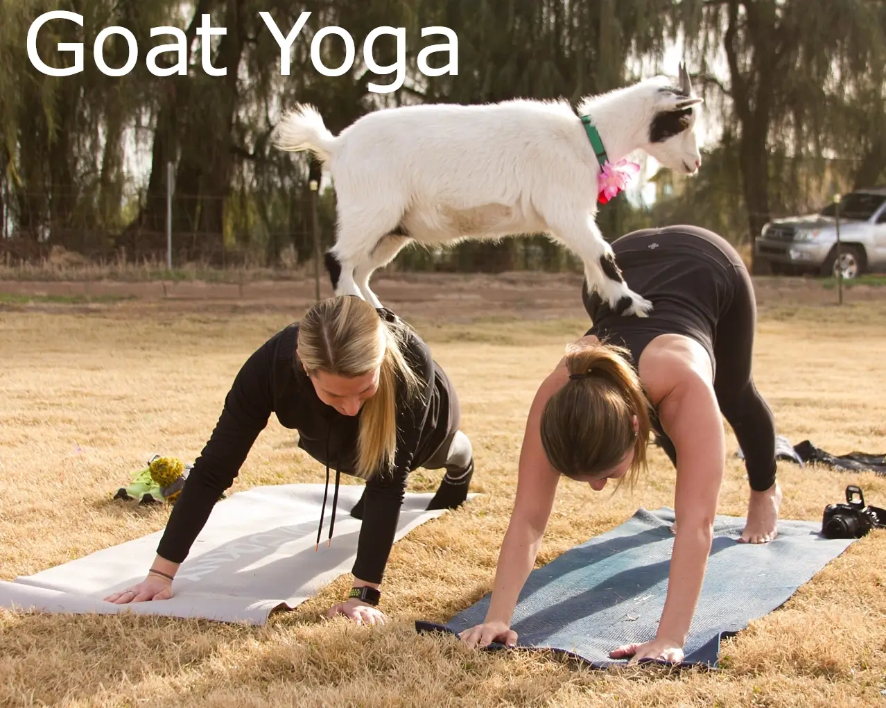 Goat Yoga at Little Peeps Farm has your back in Jacksonville