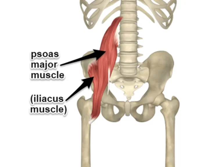 Iliopsoas Muscle