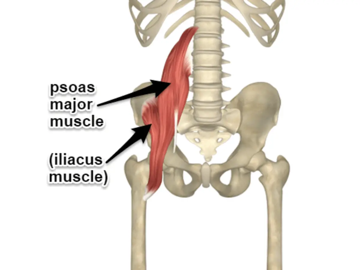 iliopsoas muscle