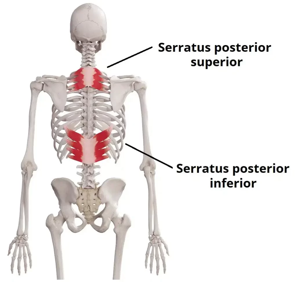 What are the Structural Components of Your Spine?: Bonaventure Ngu