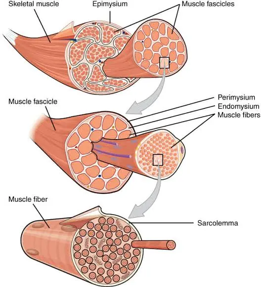 structure of muscle