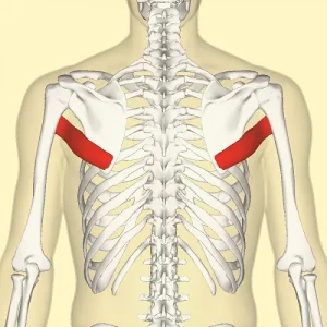 Teres Major Muscle