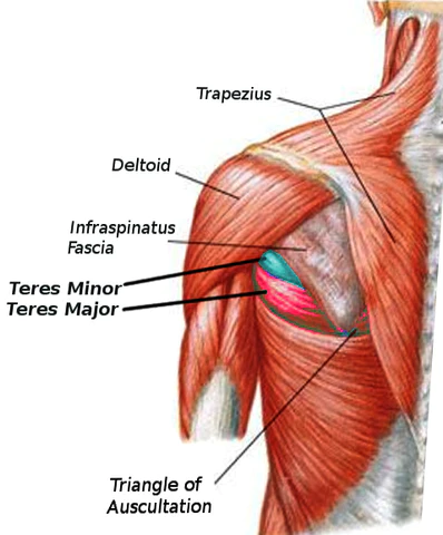 Teres Major Function
