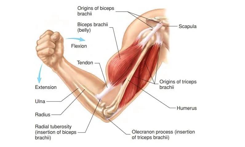 skeletal muscle