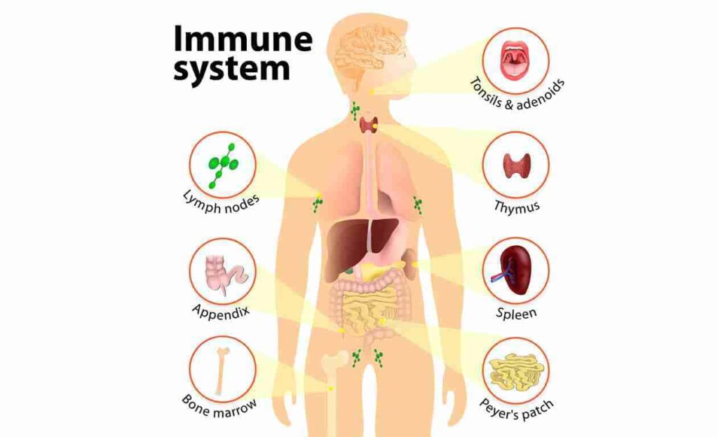 Immune System Organs Archives - Mobility Physiotherapy Clinic