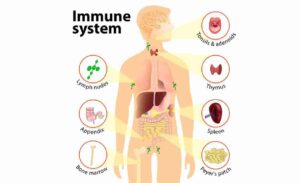 Immune System Explained: How It Works