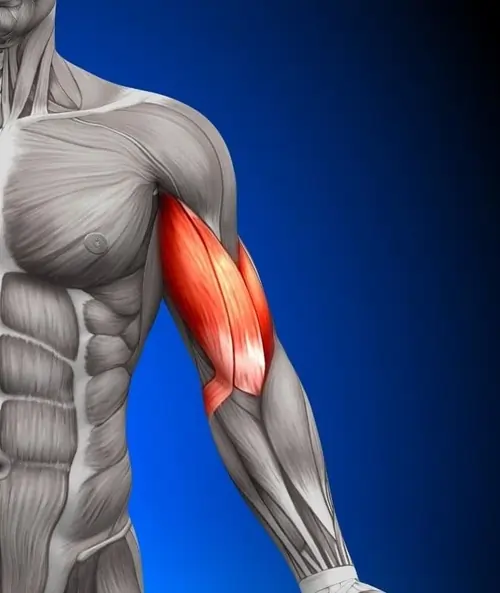 Biceps Muscle Pain