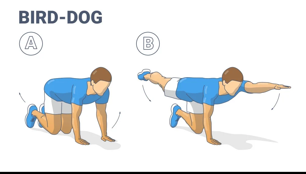 Bird Dog Exercise Benefits How To Do Muscle Worked Video