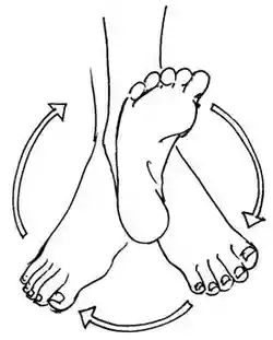 Ankle Rotation
